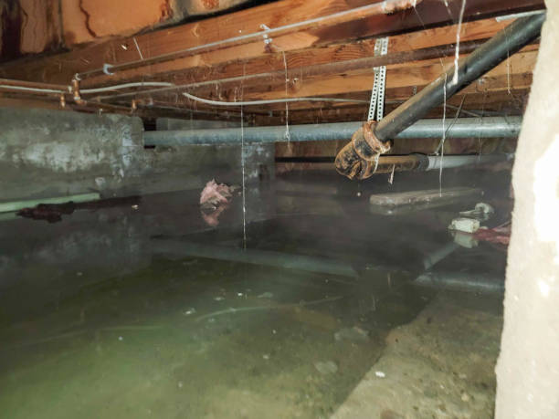 Best Sewage cleanup and water damage restoration  in Goulding, FL