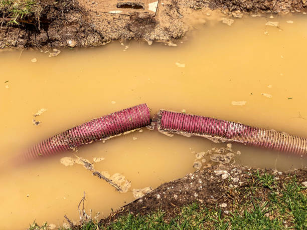 Best Local water damage restoration  in Goulding, FL
